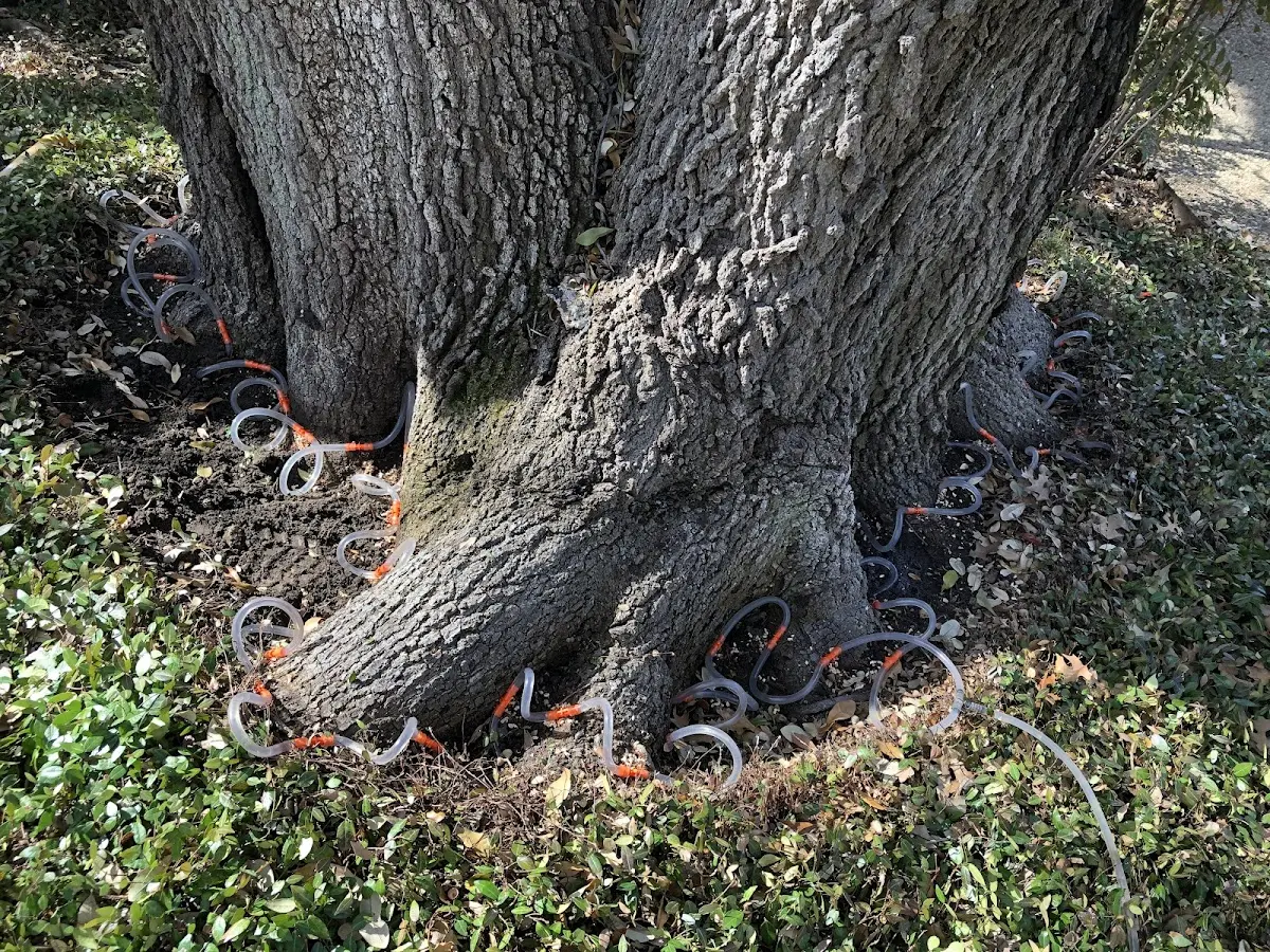 Detailed Tree Cabling and Bracing job site in Parishville