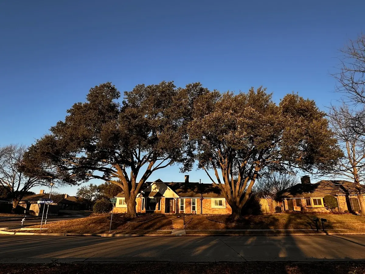 Established residential canopy tree shading a home in Parishville